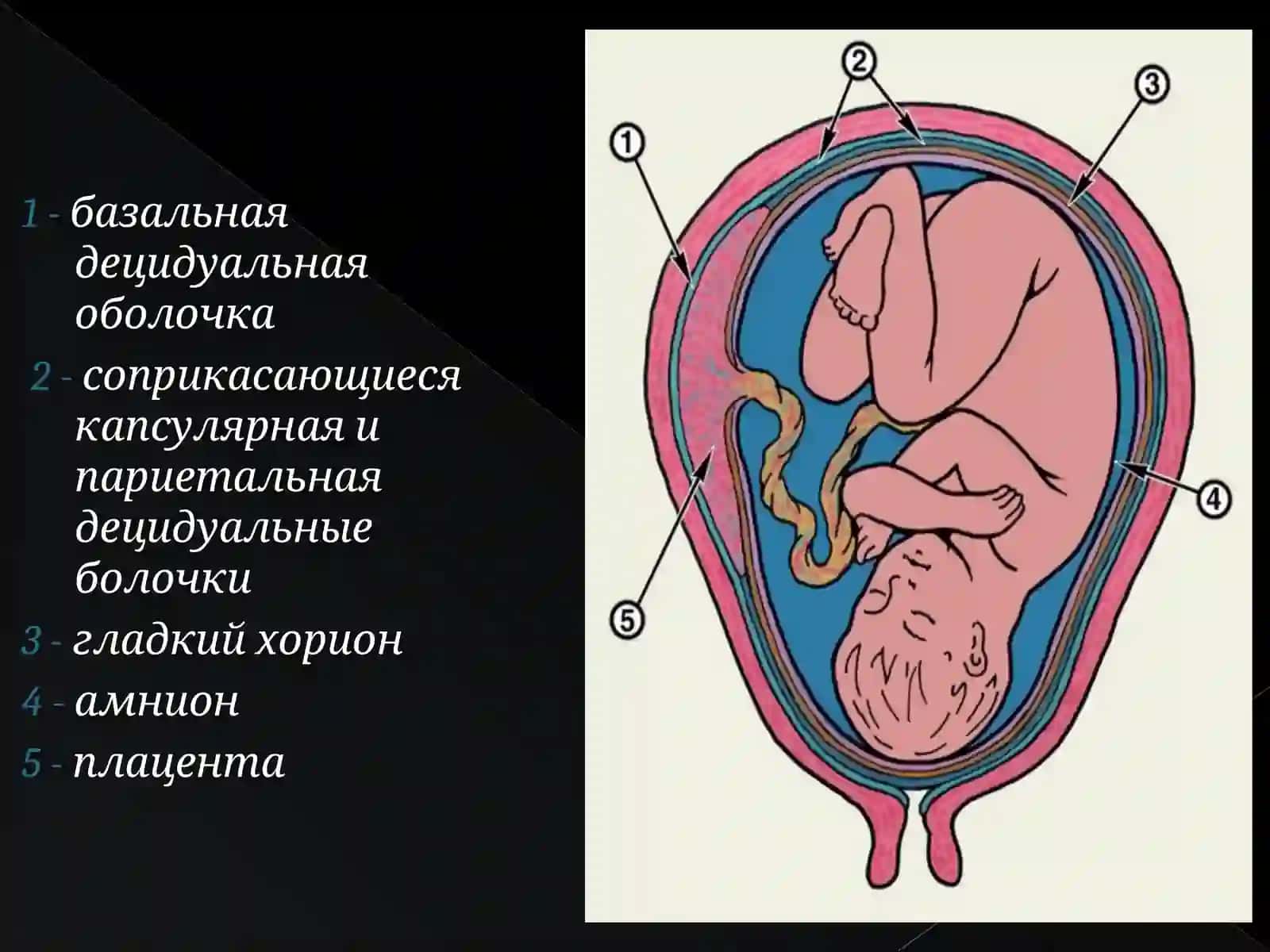 Базальная децидуальная оболочка 3