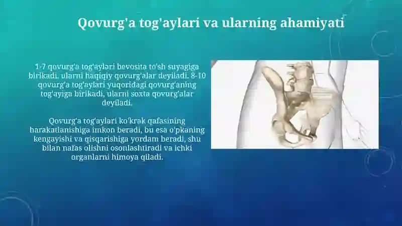 To'sh vaqovurg'asuyaklari 3