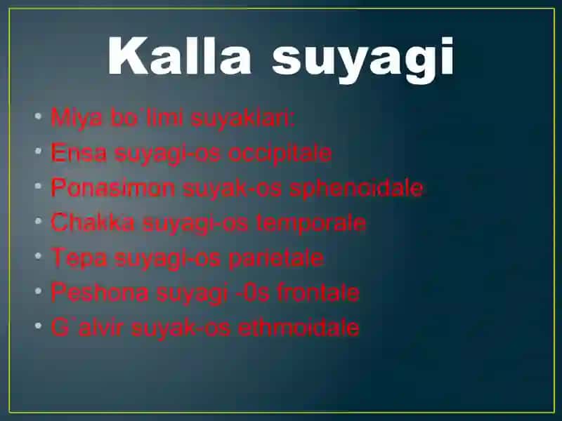 Anatomiya fanidan Kalla suyagi mavzusida taqdimot. 3