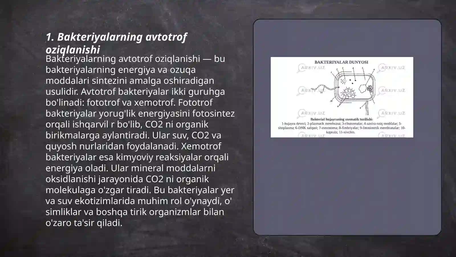Bakteriyalarning avtotrof oziqlanishi 3
