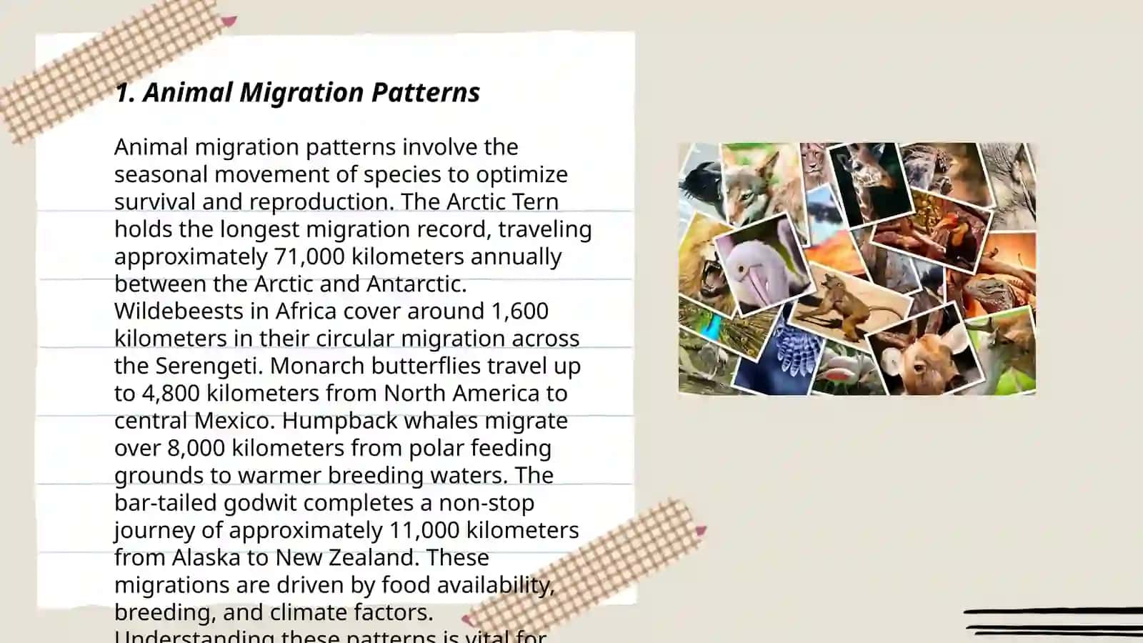 Animal forecasters 3