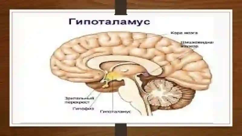 Gipotalamus o'zaklari va klinik ahamiyati 3
