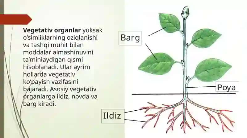 Vegetativ organlar 3