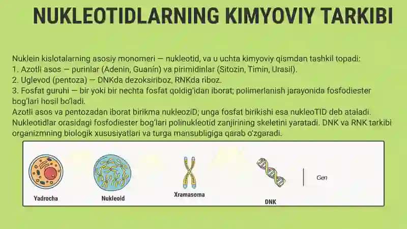 Nuklein Kislotalarning Kimyoviy Tarkibi va Strukturasi 3