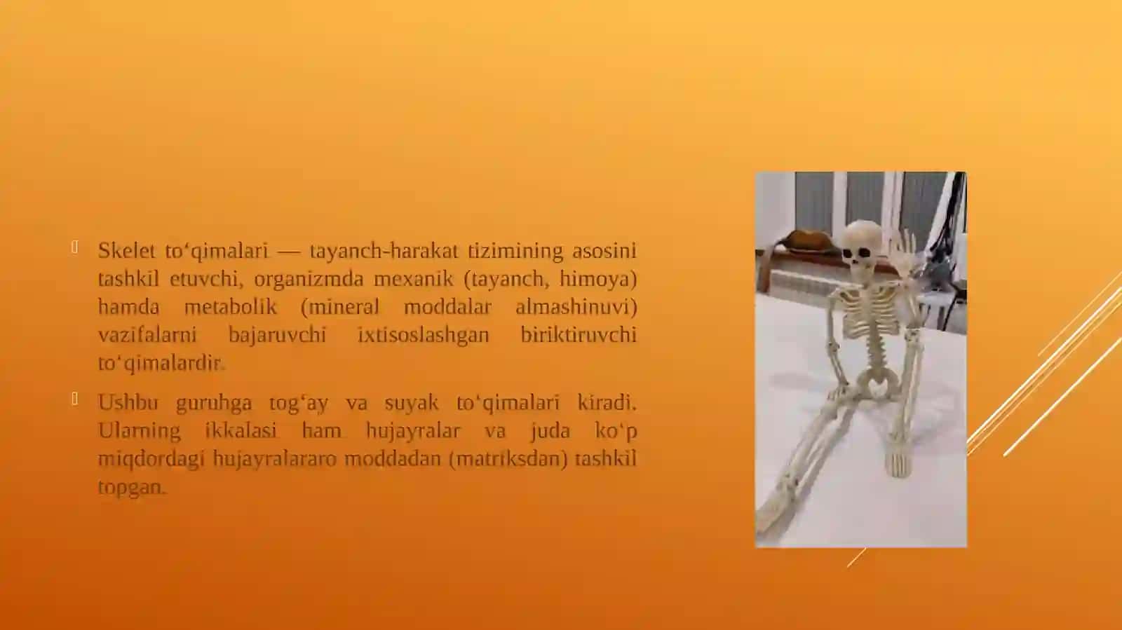 Seklet to'qimasi (tog'ay va suyak to'qimalari). 3