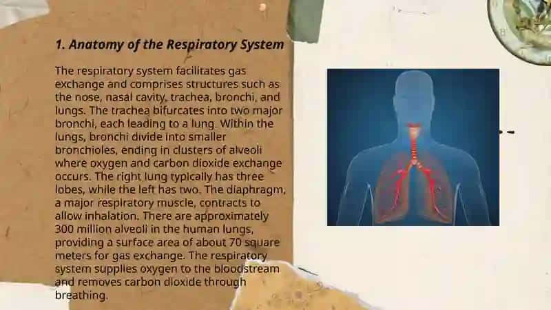 Respiratory system 3