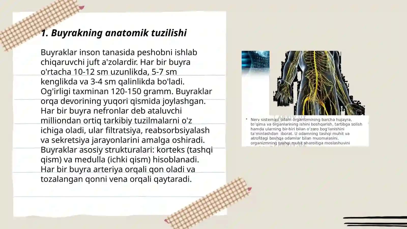 Buyrakning anatomik tuzilishi 3