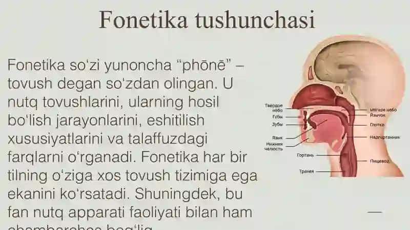 Turli tillardagi fonetik hodisalar 3