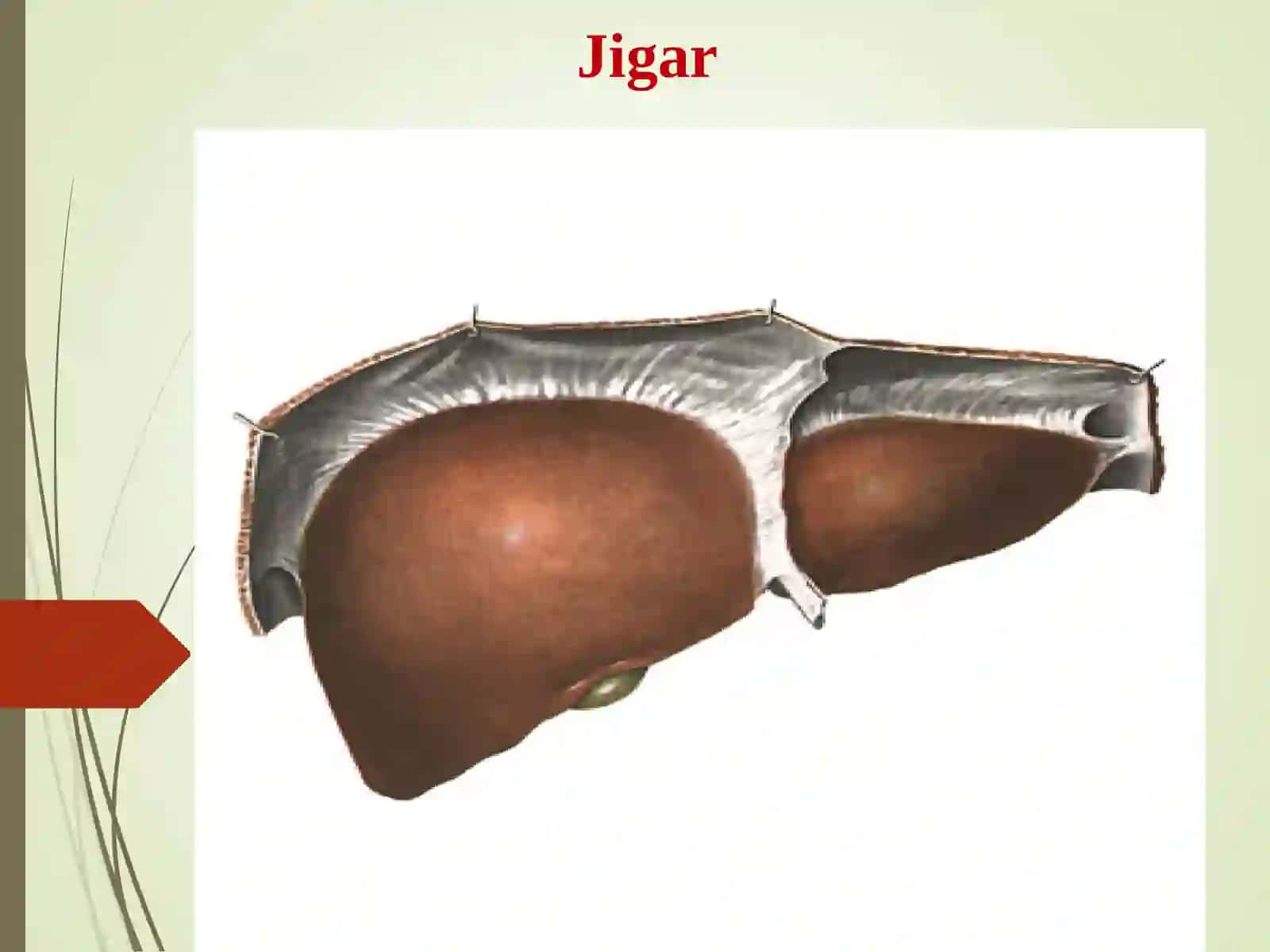 Jigar 3