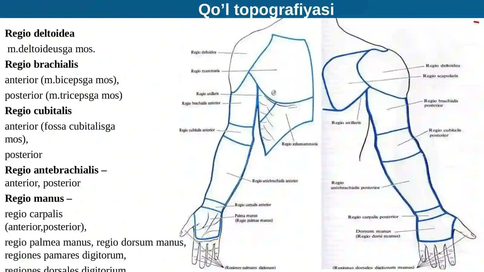 Miologiya 3