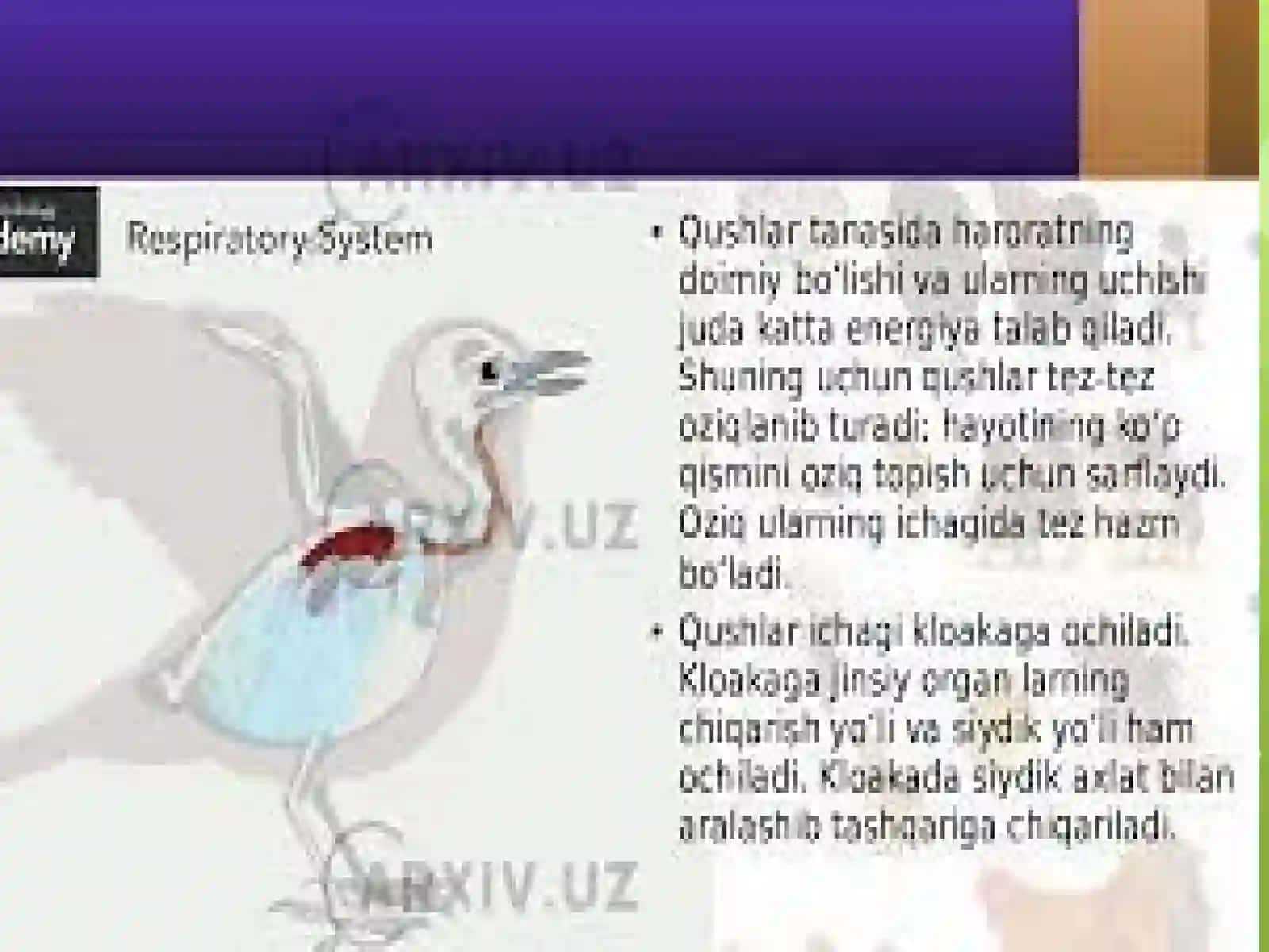 QUSHLAR SINFGA UMUMIY TASNIF 3