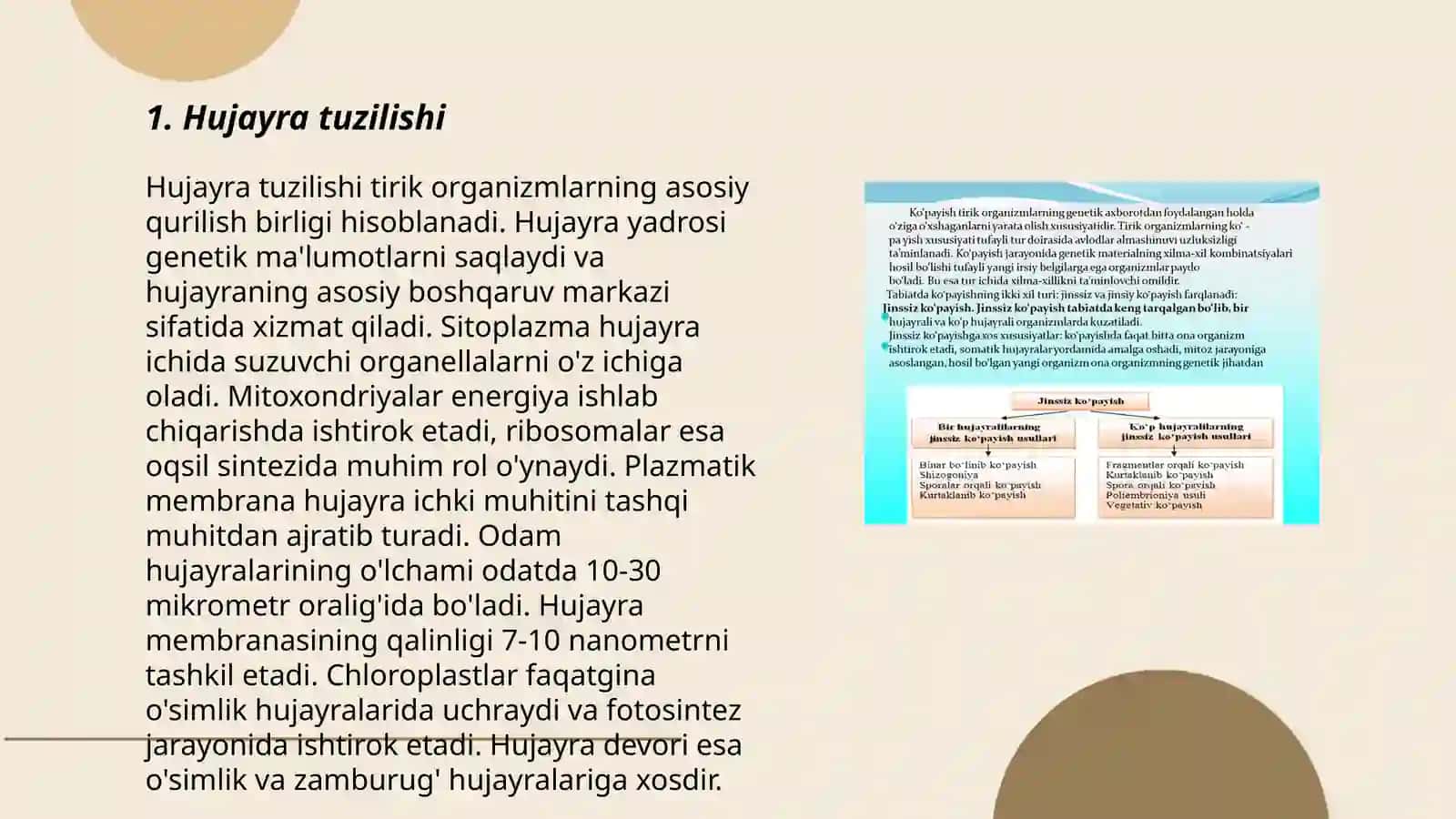 Hujayra tuzilishi 3