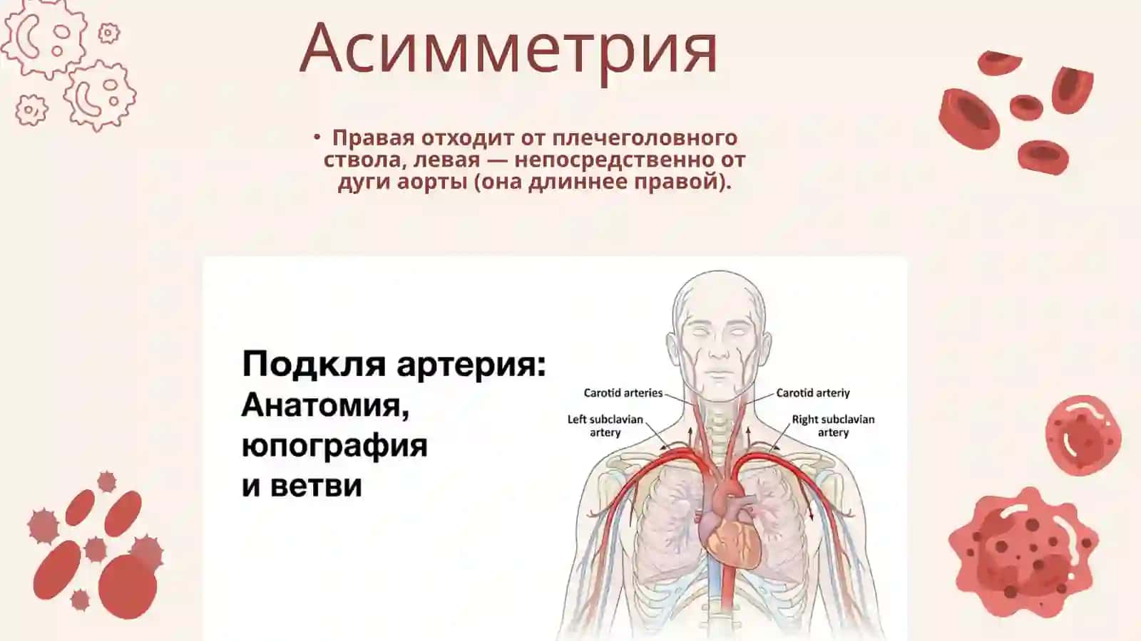 Подключичная артерия 3