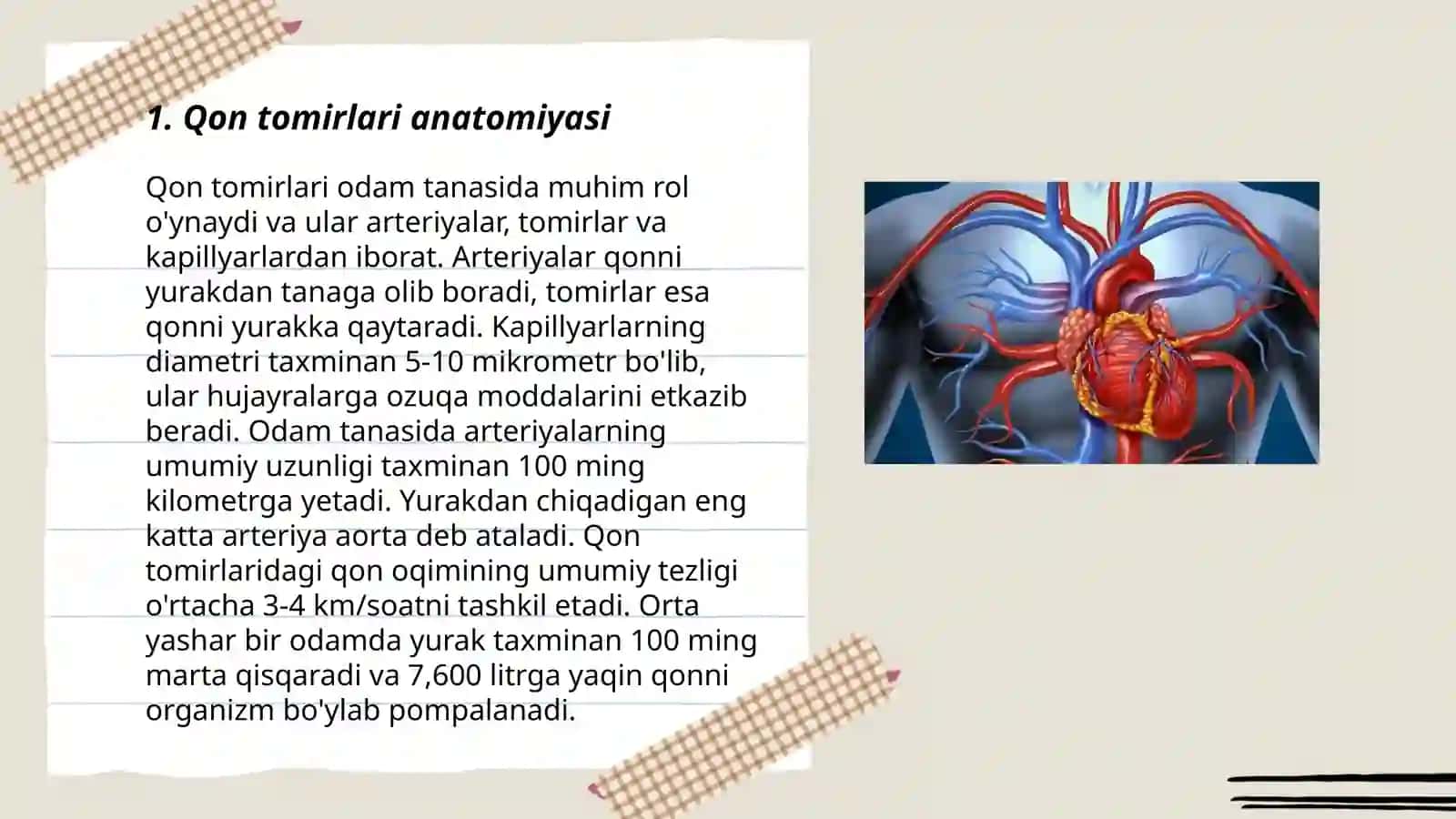 Qon tomirlari anatomiyasi 3