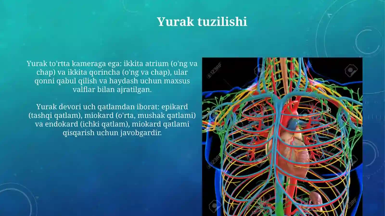 Yurak va qon aylanish doiralari 3