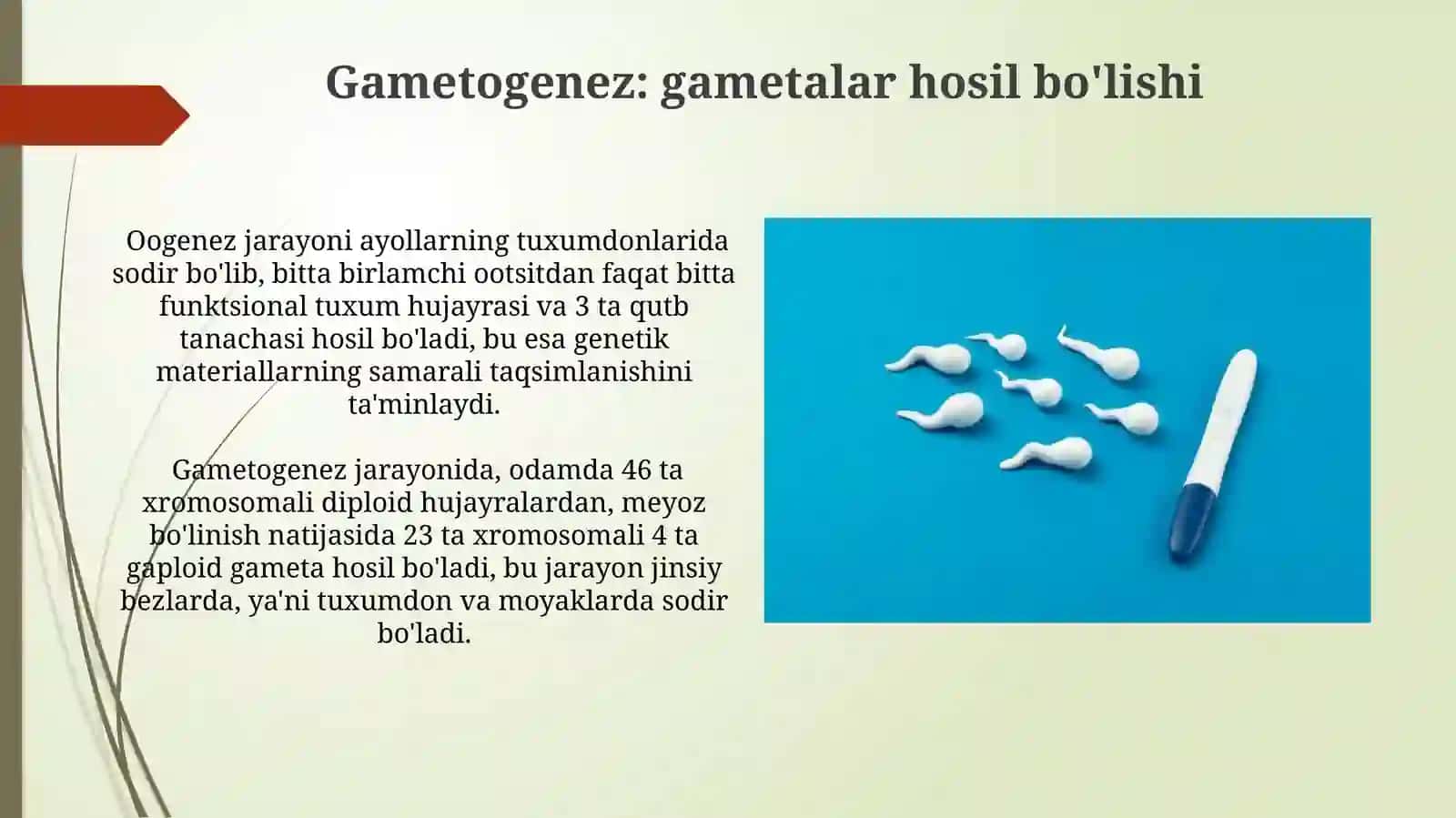Jinsiy koʻpayishning sitologik asoslari 3