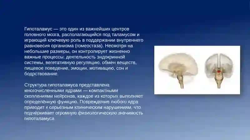 Ядра гипоталамуса и их клиническое значение 3