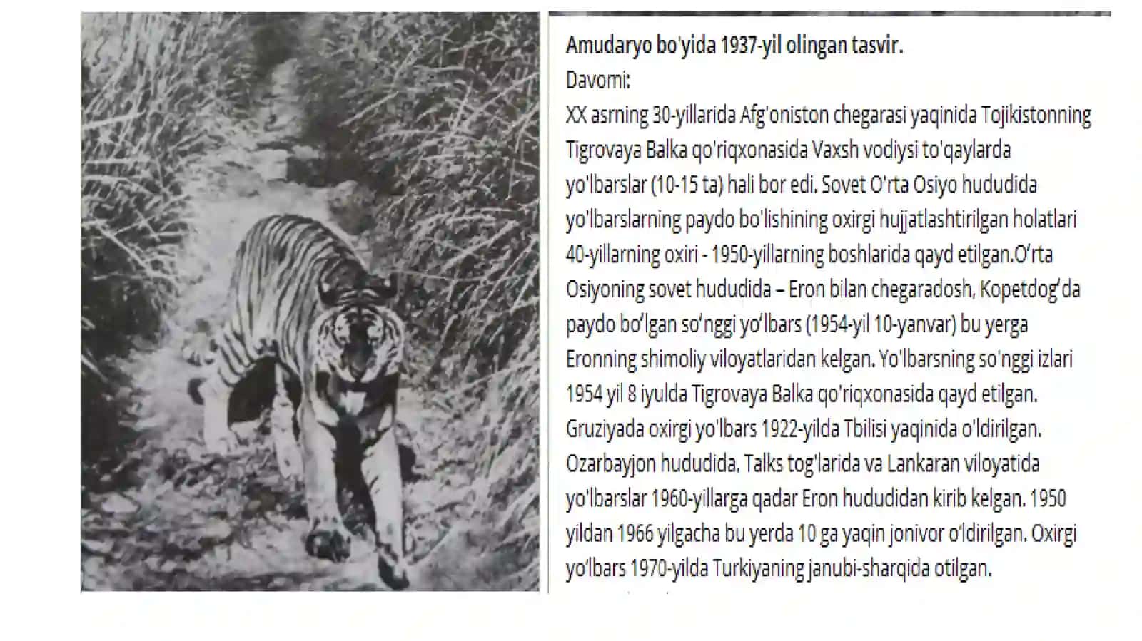O‘rta Osiyoning hayvonot dunyosi 3