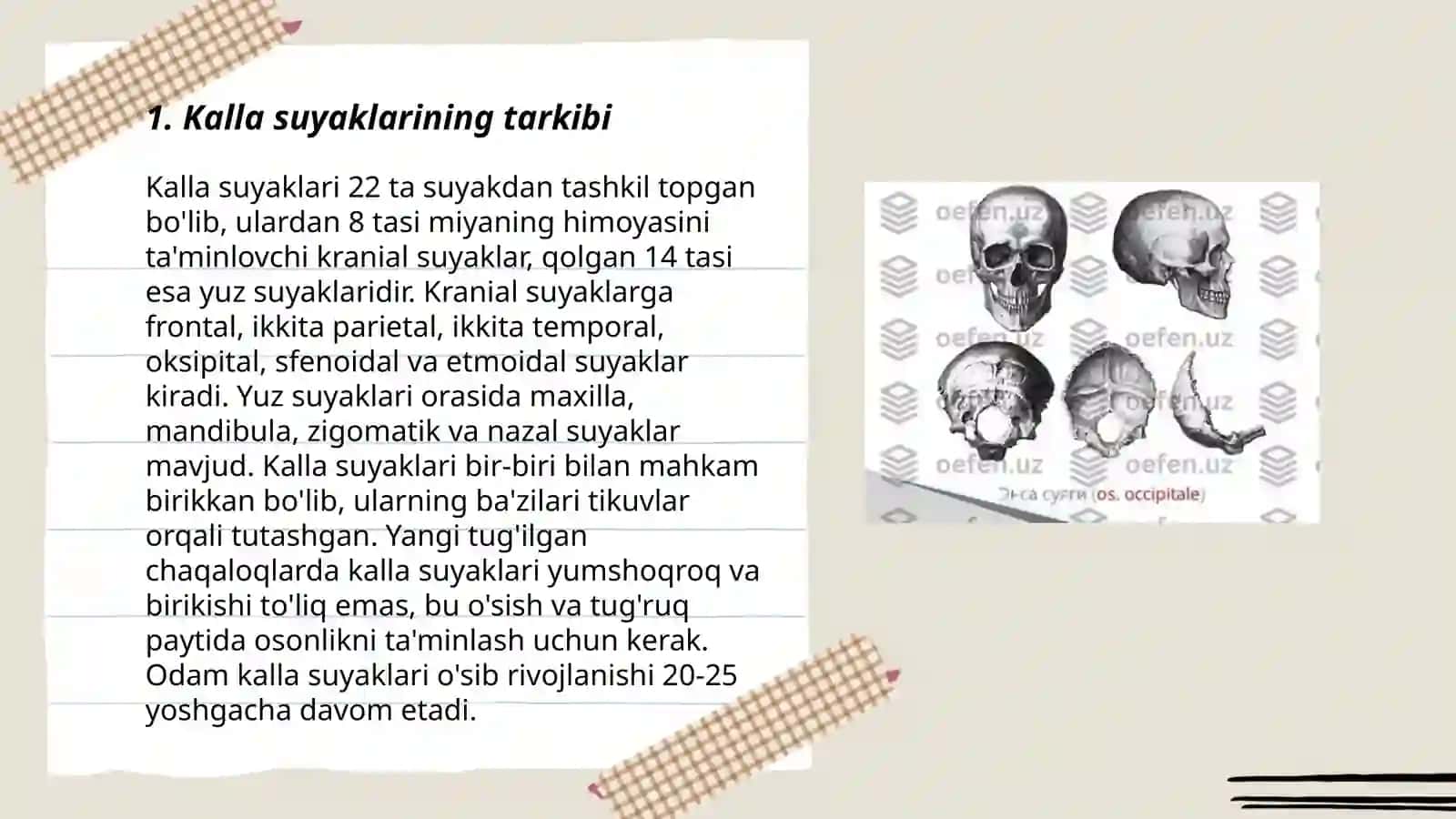 Kalla va yuz suyaklari 3