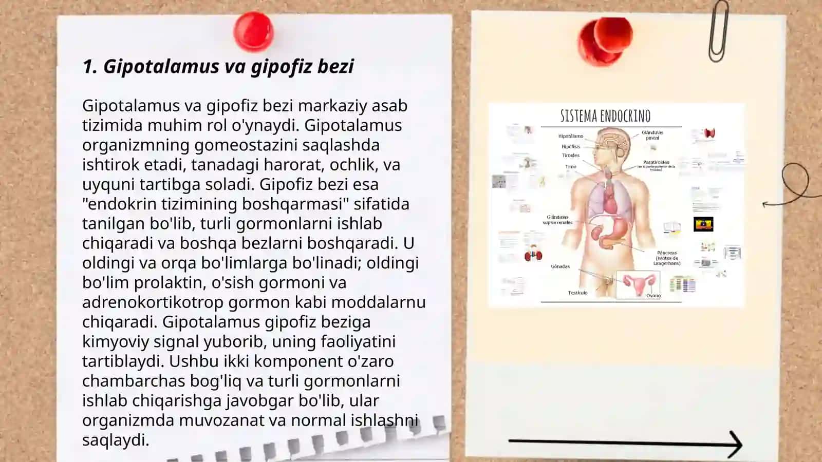 Endokrin sistema 3