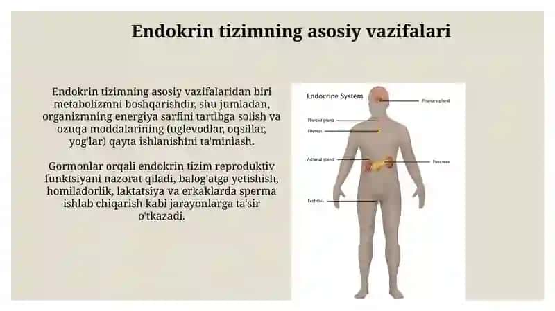 Endokrin sistema 3