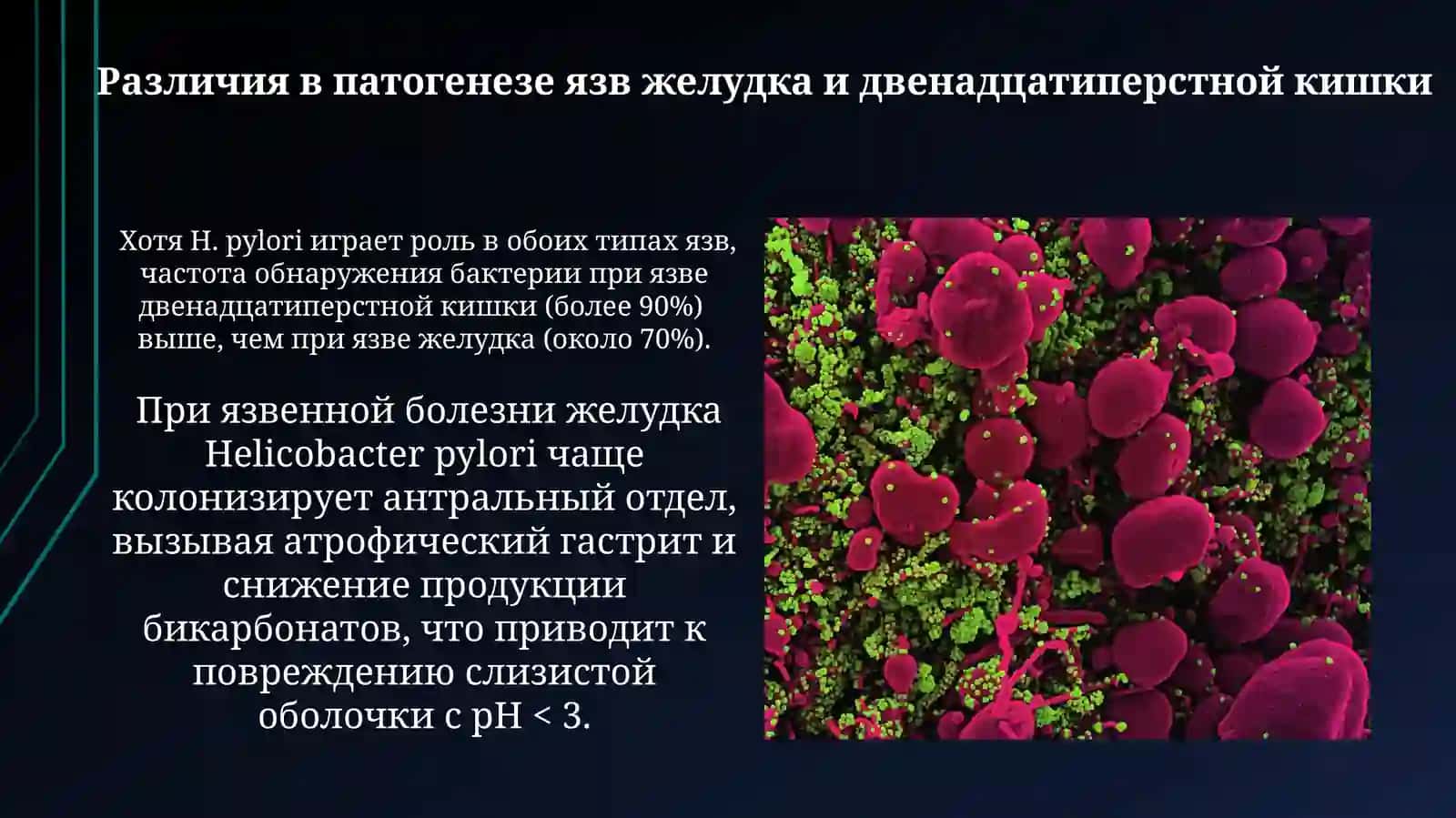 Введение в Helicobacter pylori 3