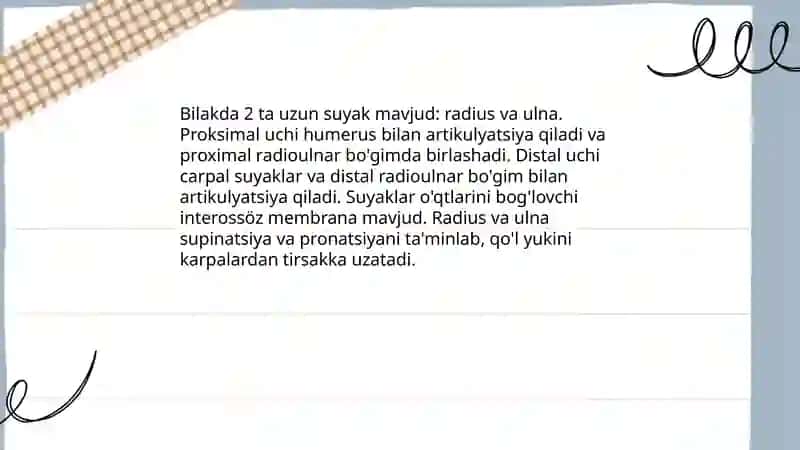 Qo'l suyaklari: Bilak 3