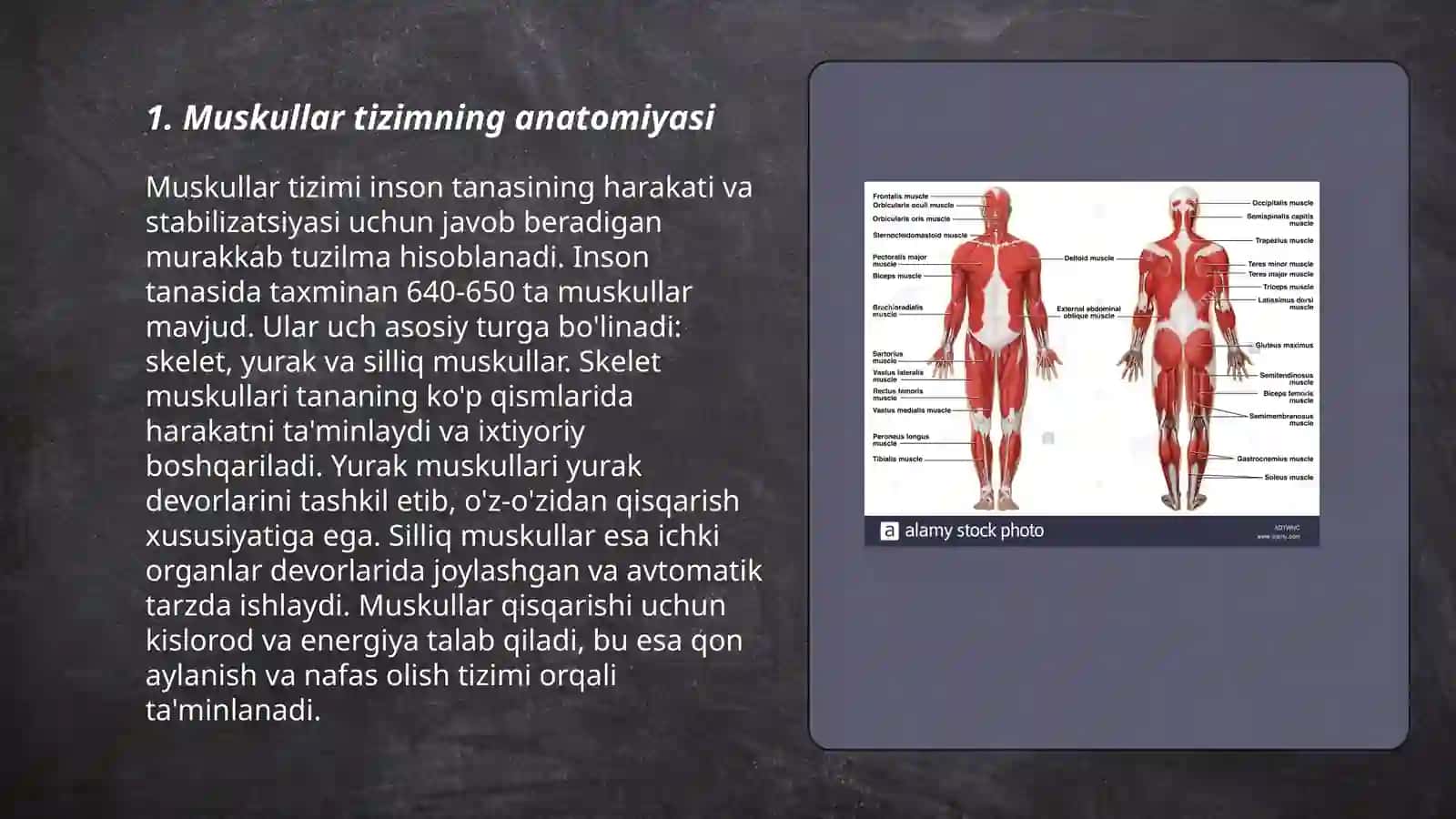 Muskullar fiziologiyasi 3