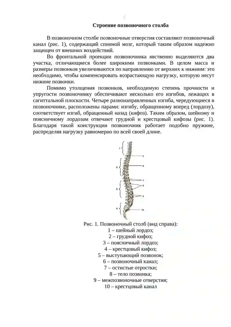 Строение позвоночного столба 3