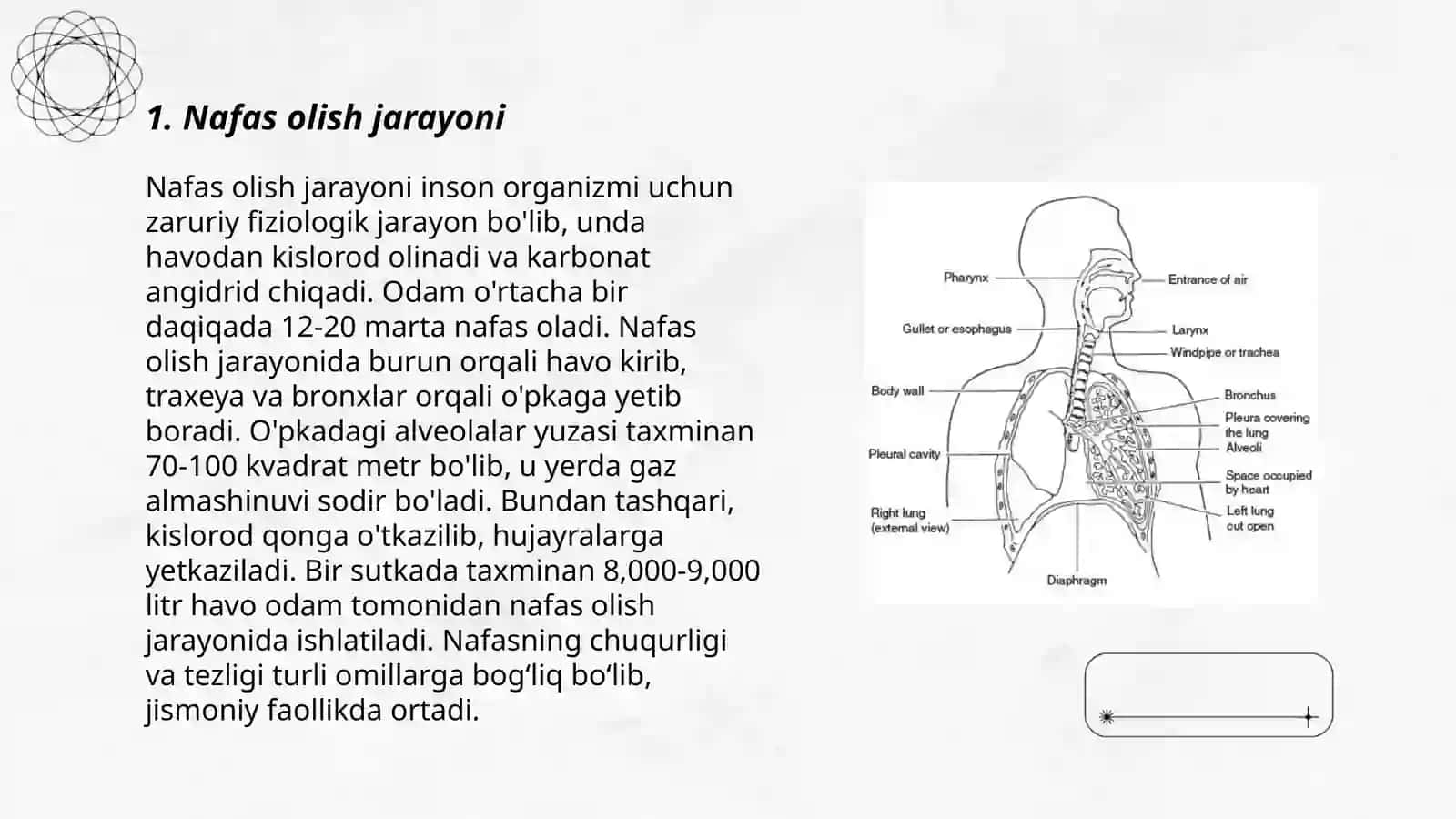 Nafas sistemasi traxeya bronx 3