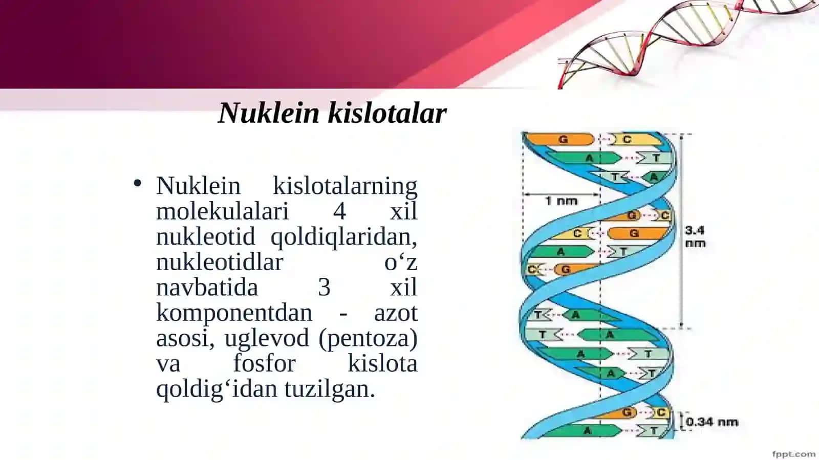 Nuklein kislotalar va irsiy belgilar 3