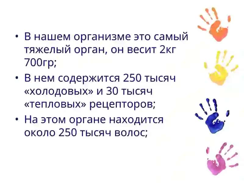 Строение и состав кожи 3