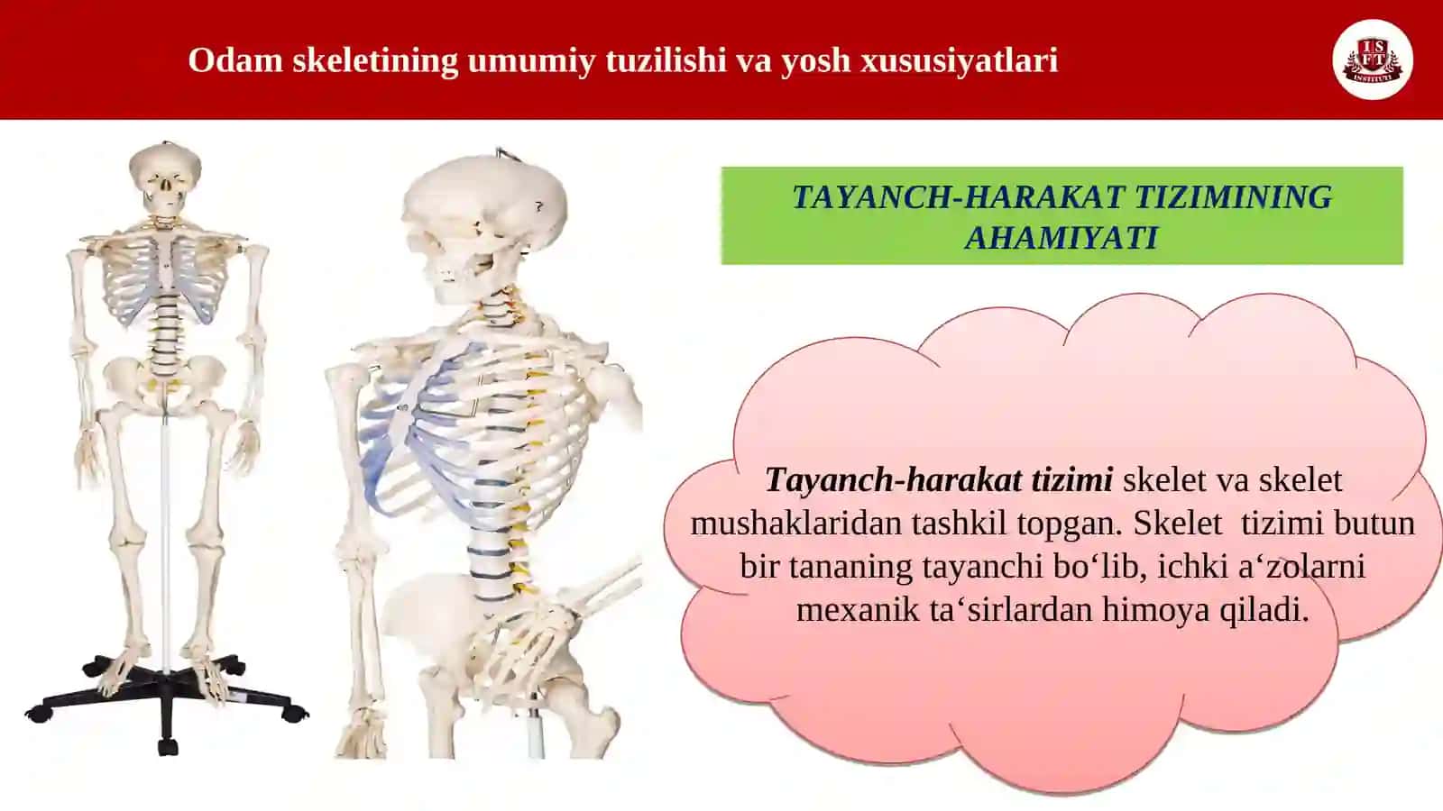 TAYANCH HARAKAT APPARATINING AHAMIYATI VA VAZIFASI. ODAM SKELETINNIG UMUMIY TUZILISHI 3