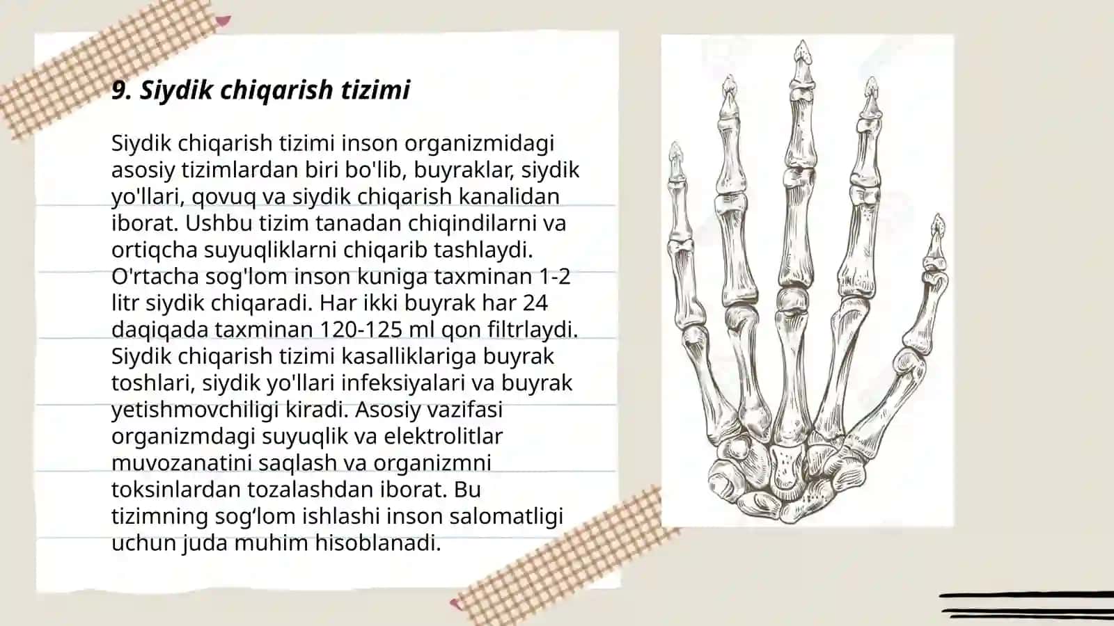 Siydik chiqarish tizimi 3