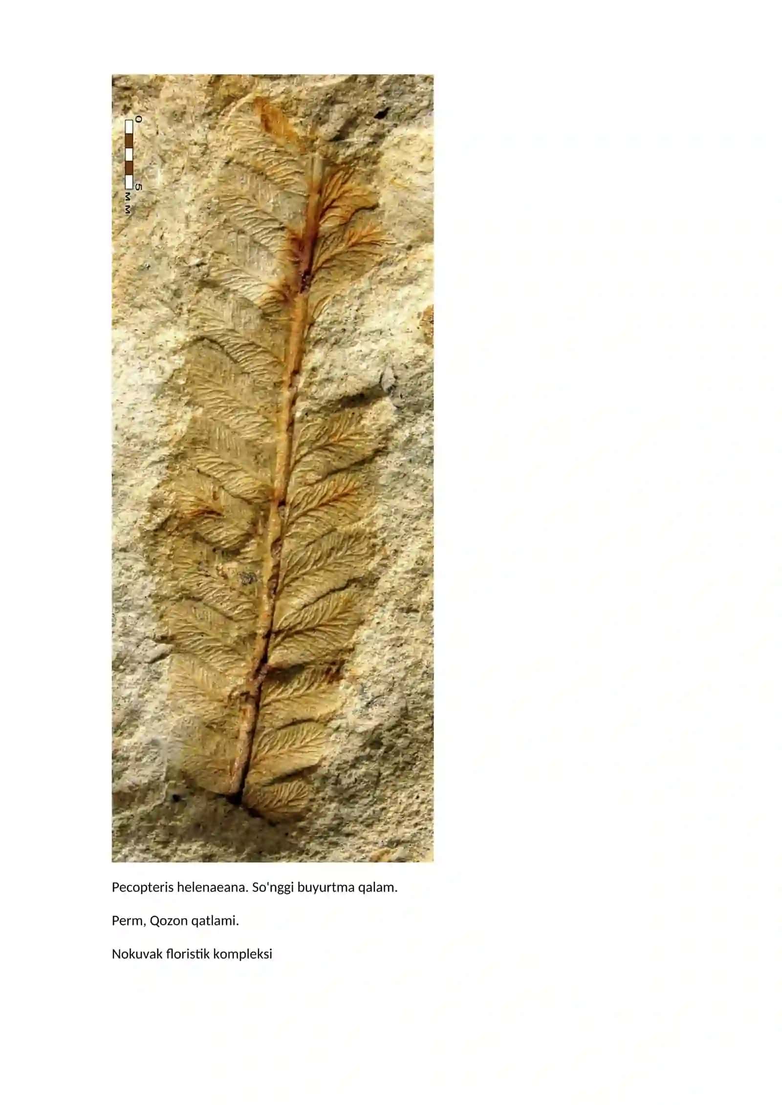 Ferns qazilmalari 3