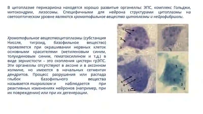 Нервная ткань 3