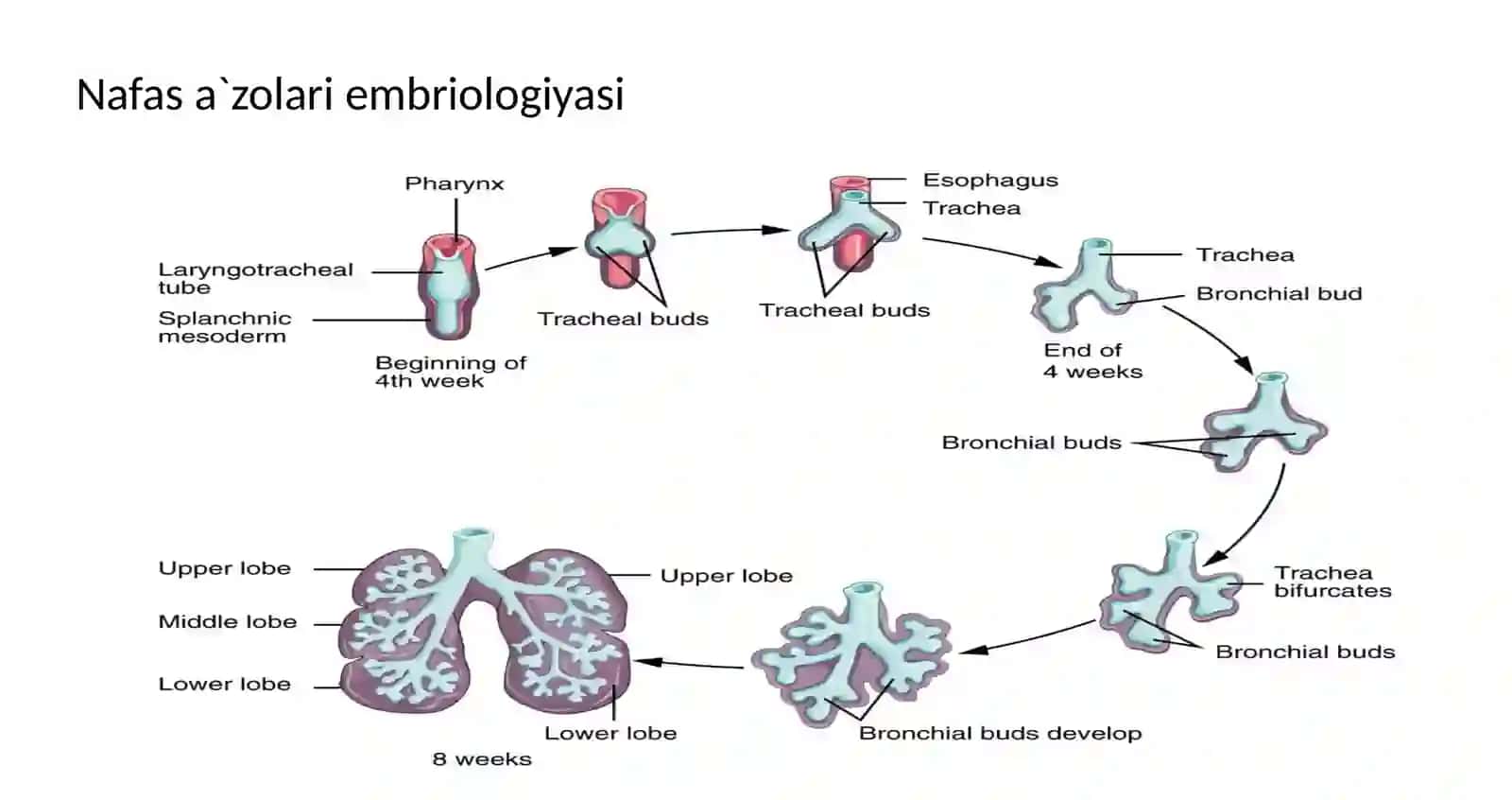 GISTOLOGIYA NAFAS OLISH SISTEMASI 3