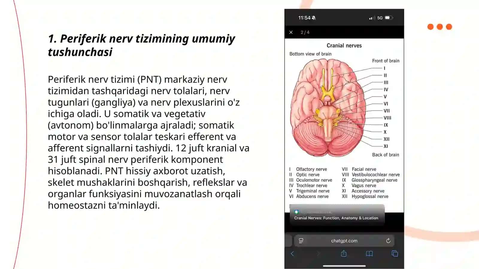 Periferik nerv tizimi 3