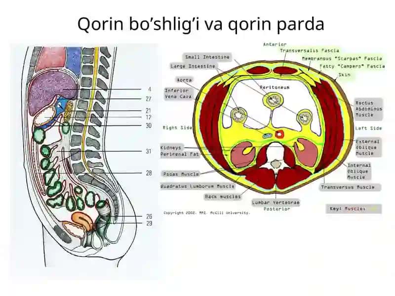 Qorin sohasi topografik anatomiyasi va operativ xirurgiyasi 3