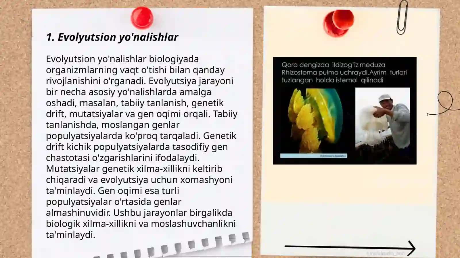 Bòshliqichlilar va Taroqsimonlar filogenezi 3