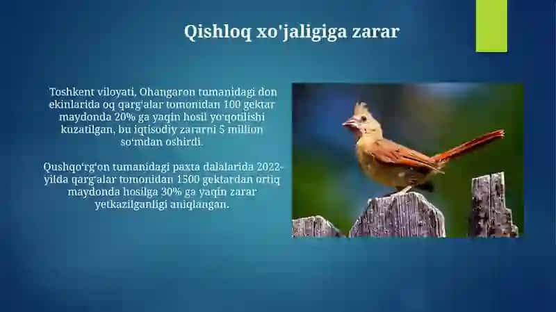 Zararli Qushlar 3