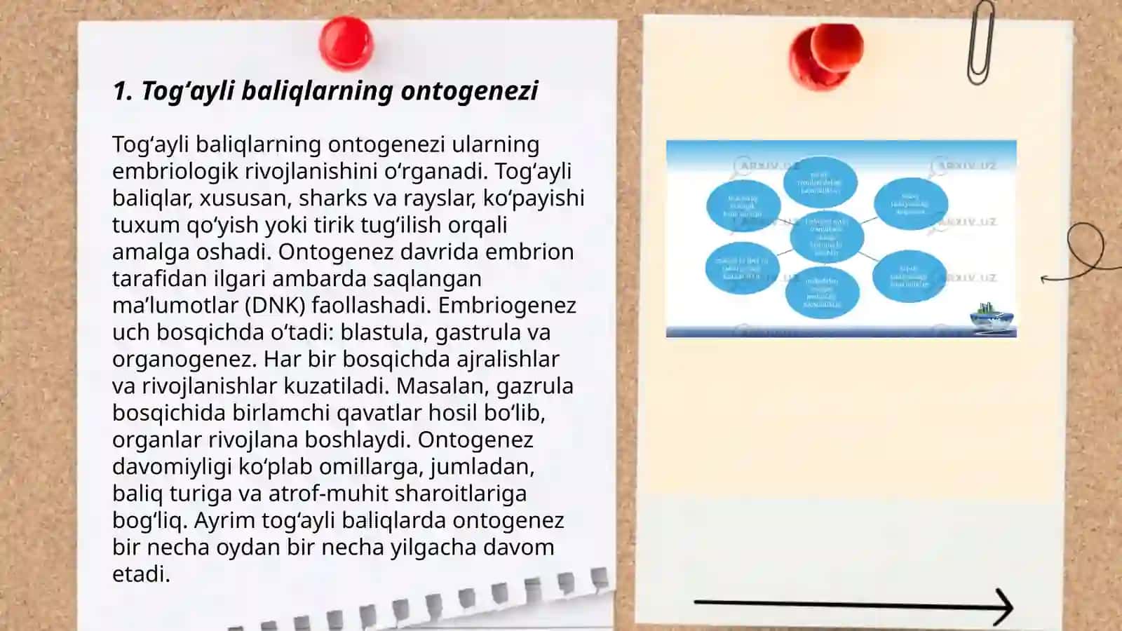 Togʻayli baliqlarning individual rivojlanish xususiyatlari 3