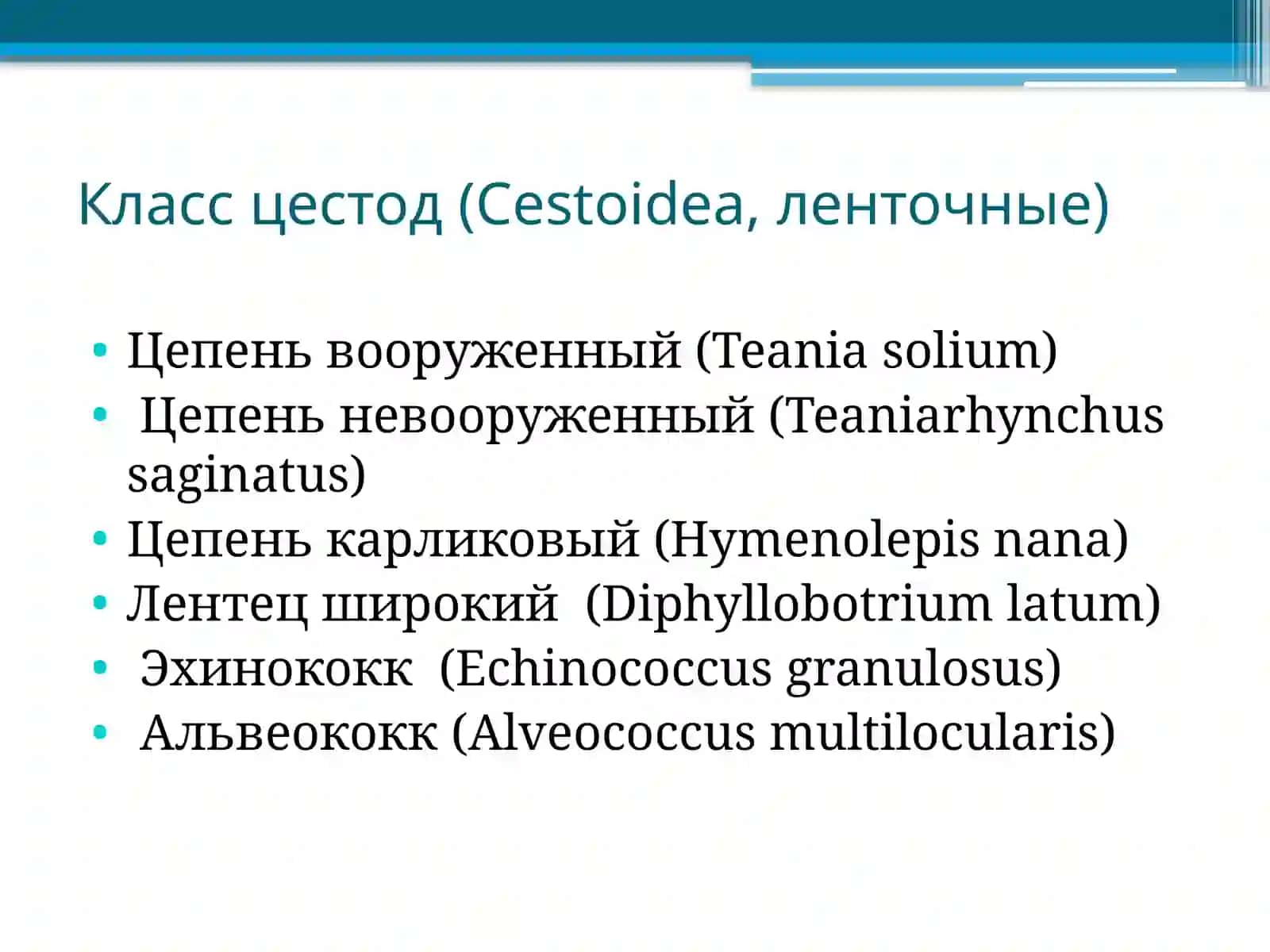Жизненный цикл цестод 3