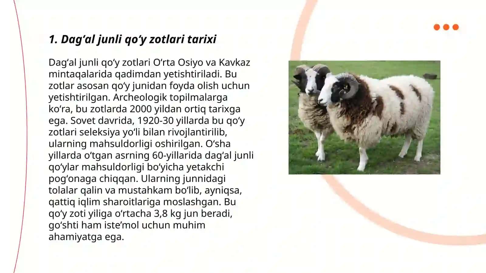Dagʻal junli qoʻy zotlari 3