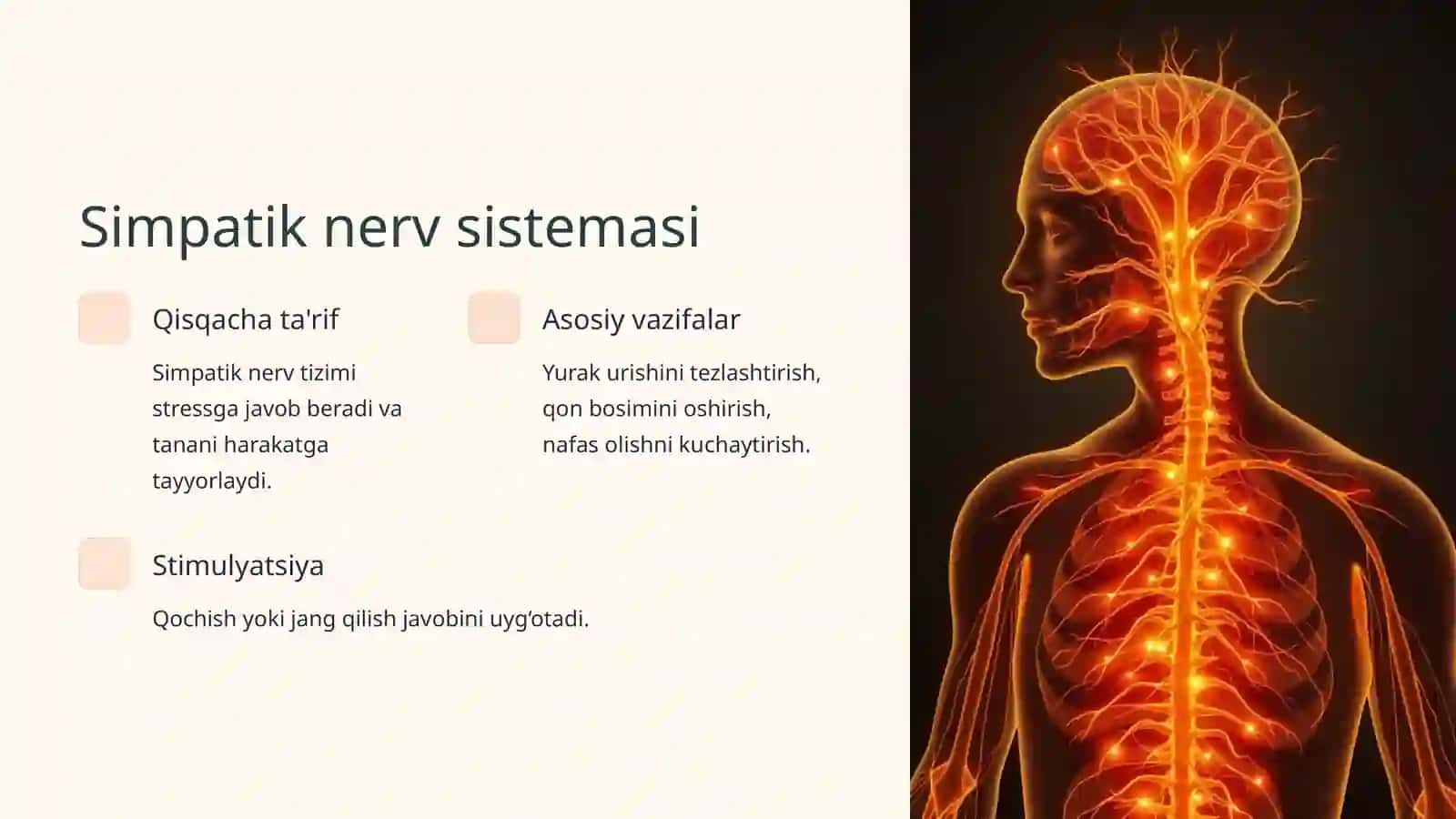 Vegetativ nerv sistemasi: Kirish 3
