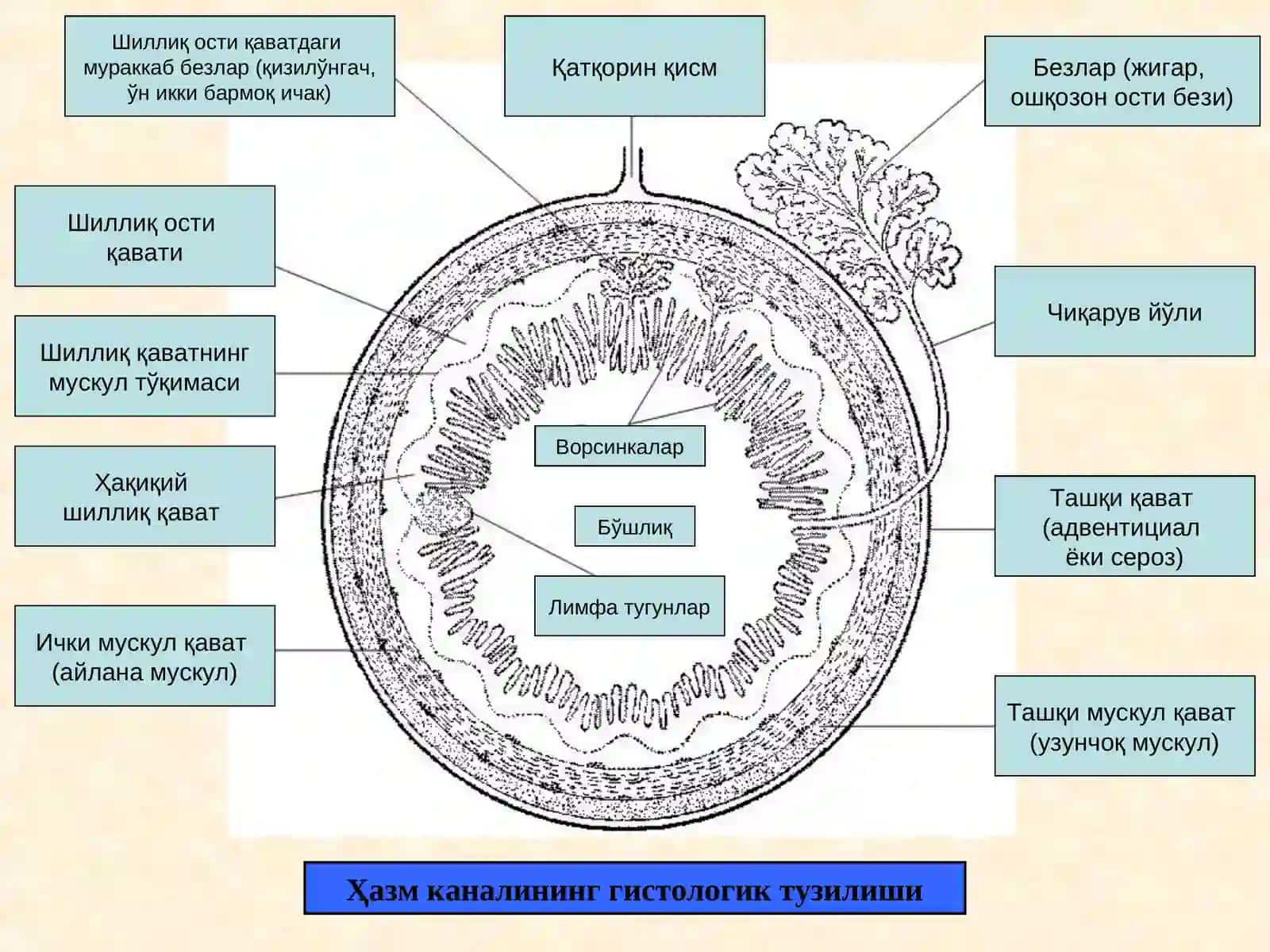 Ҳазм тизимининг умумий тузилиши 3