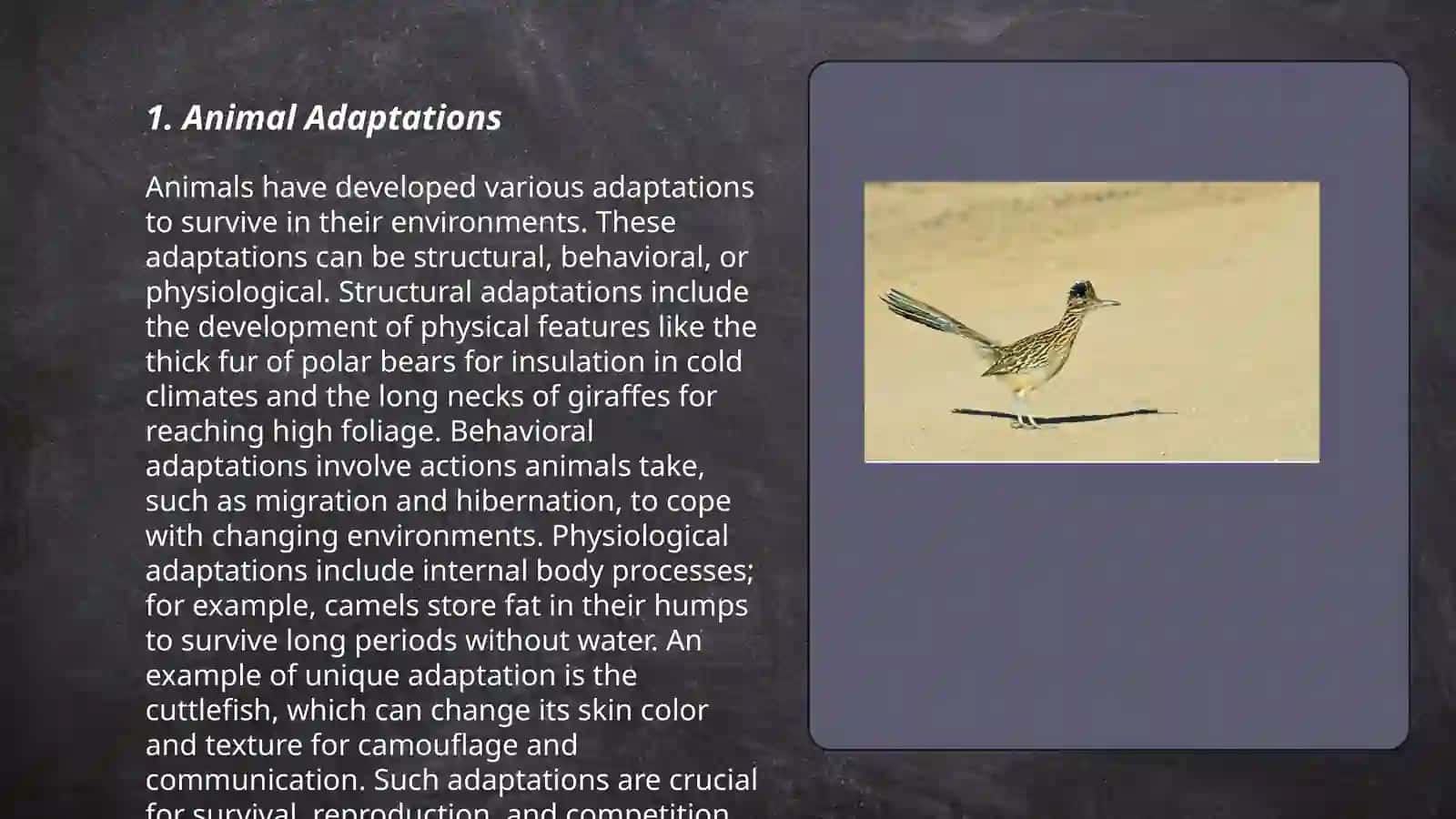 Animal Adaptations 3