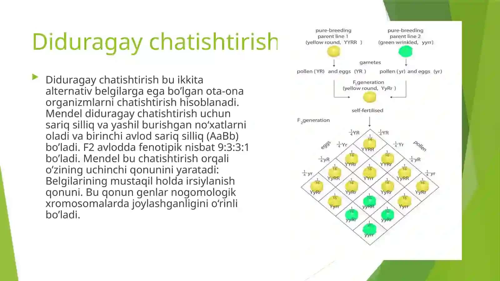 Di va Poliduragay chatishtirish 3