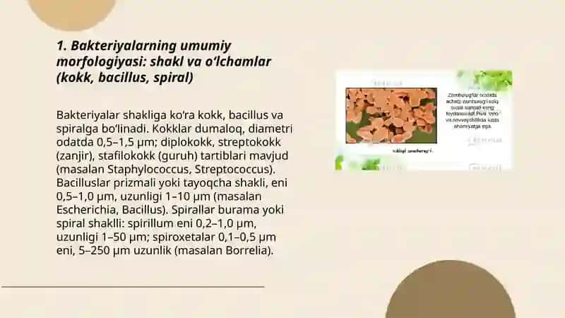 Bakteriyalarning morfologiyasi 3