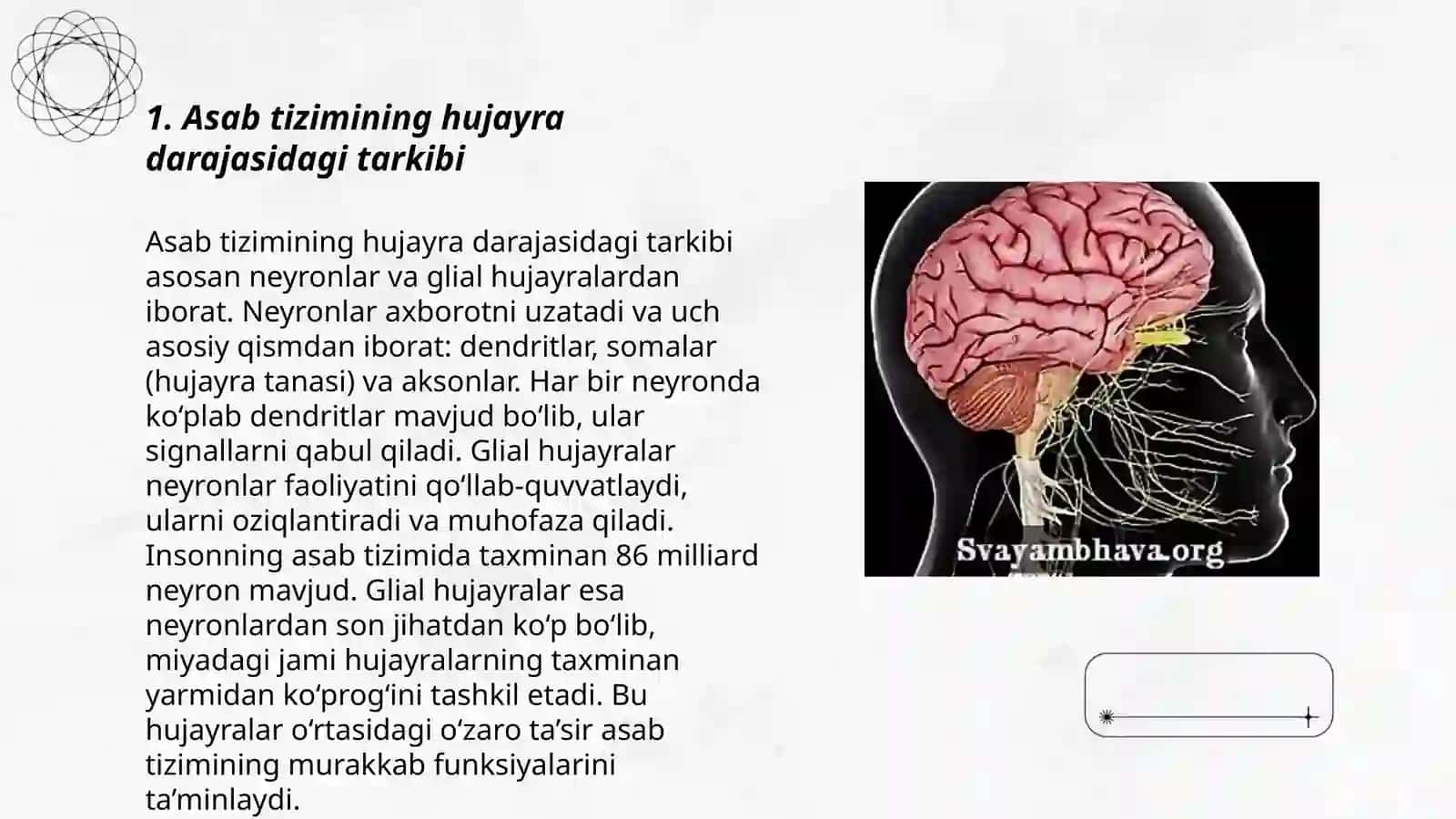 Asab tizimi faoliyatining o'ziga xosligi 3